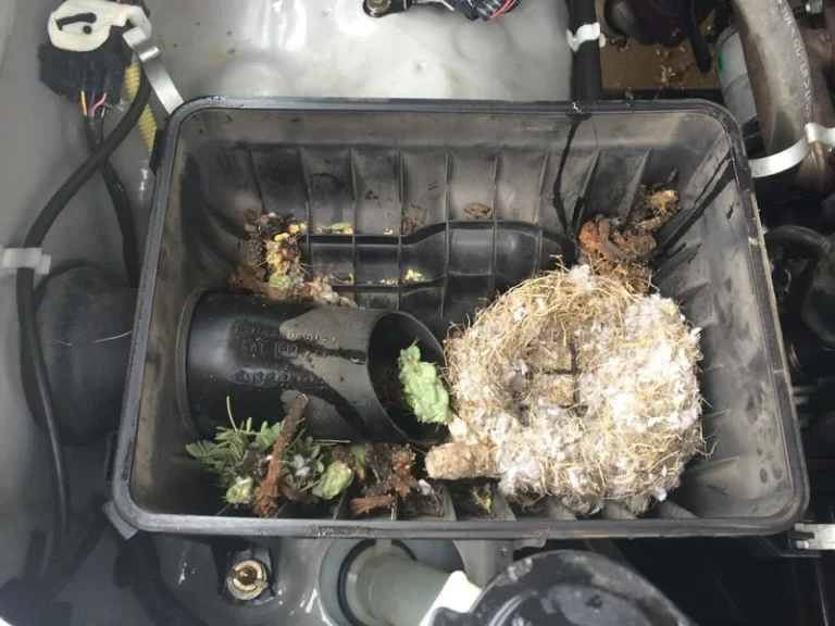 Birds nest in car interior.