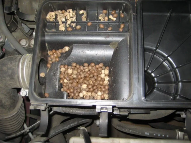 Car engine full of acorns.