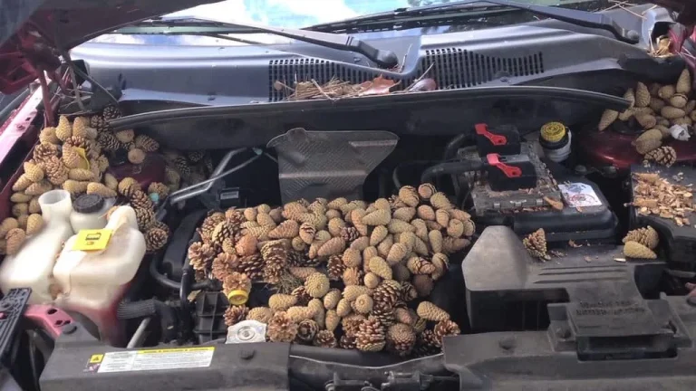 Pines and acorns inside car engine.