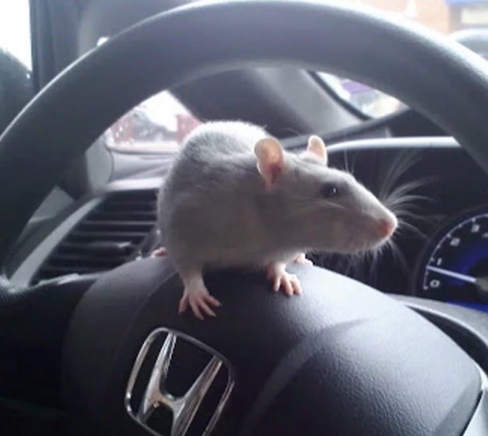 Rat on top of car